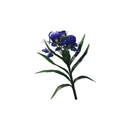 Hedychium_coronarium_Koenig_Flower Blue